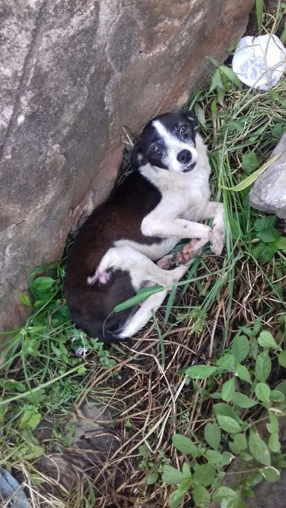 Cachorro ra a Porte pequeno  idade 4 anos nome Nao tem nome 