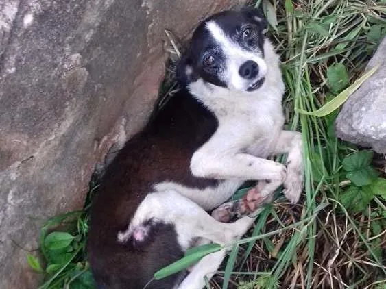 Cachorro ra a Porte pequeno  idade 4 anos nome Nao tem nome 