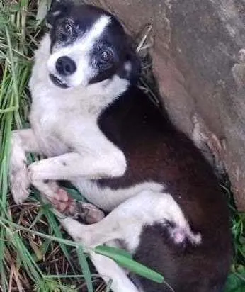 Cachorro ra a Porte pequeno  idade 4 anos nome Nao tem nome 