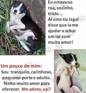 Cachorro raça Porte pequeno  idade 4 anos nome Nao tem nome 