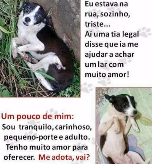 Cachorro ra a Porte pequeno  idade 4 anos nome Nao tem nome 