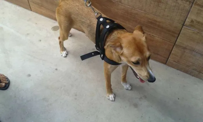 Cachorro raça SRD idade 2 a 6 meses nome Meg