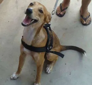 Cachorro raça SRD idade 2 a 6 meses nome Meg