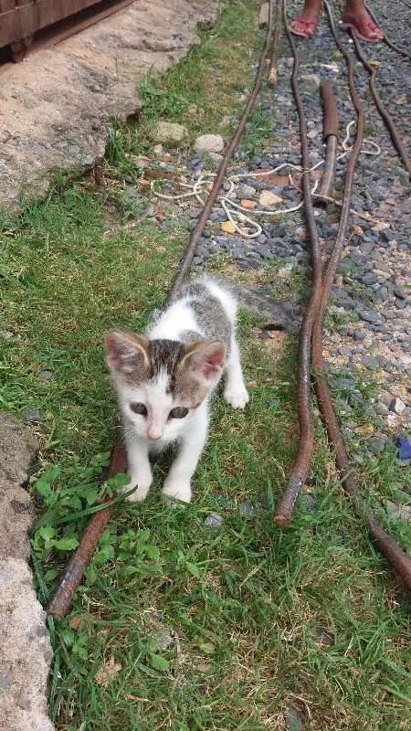 Gato ra a mestiço idade 2 a 6 meses nome Sem nome