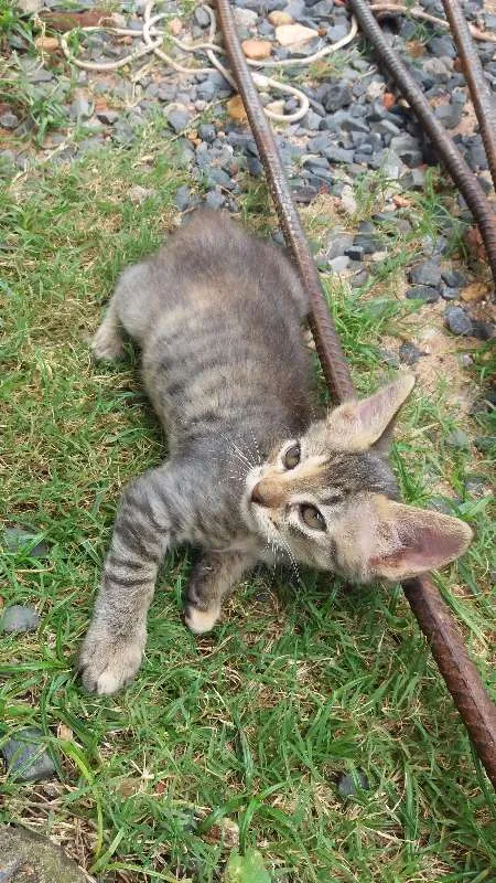 Gato ra a mestiço idade 2 a 6 meses nome Sem nome