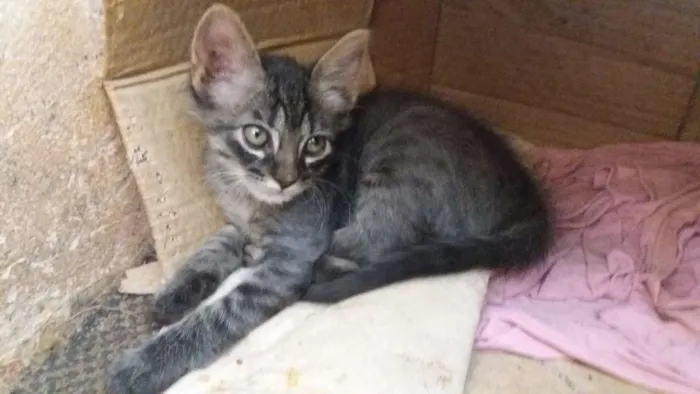 Gato ra a mestiço idade 2 a 6 meses nome Sem nome
