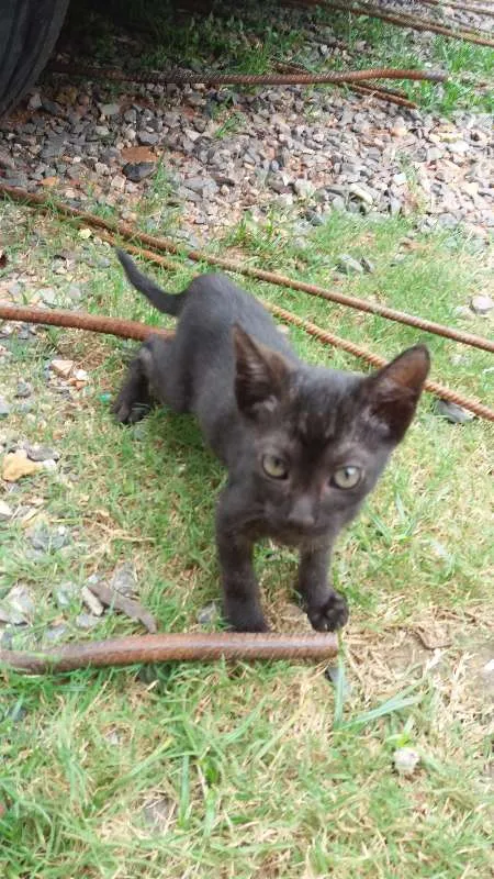 Gato ra a mestiço idade 2 a 6 meses nome Sem nome