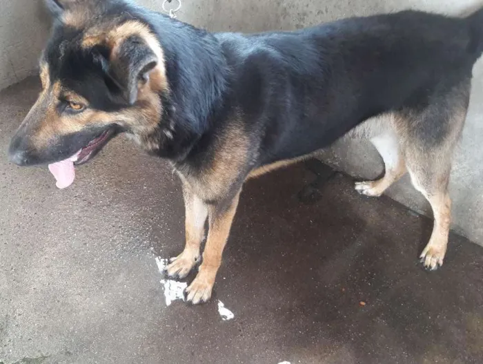 Cachorro ra a Pastor Alemão idade 2 anos nome Thor