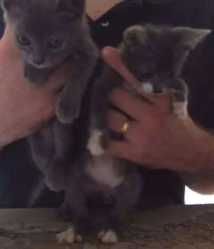 Gato raça Indefinida idade Abaixo de 2 meses nome Sem nome