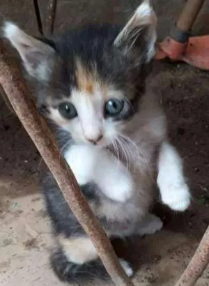 Gato raça mestiço idade 2 a 6 meses nome Sem nome