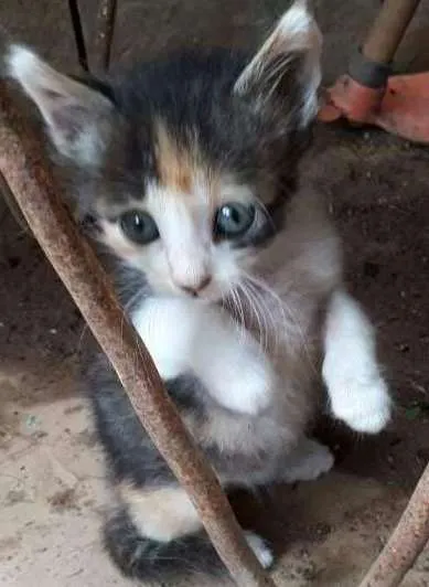 Gato ra a mestiço idade 2 a 6 meses nome Sem nome