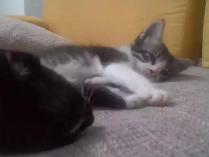 Gato ra a Não definida  idade Abaixo de 2 meses nome João 