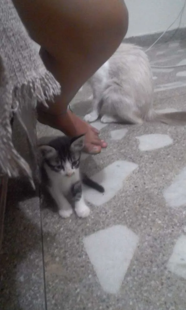 Gato ra a Não definida  idade Abaixo de 2 meses nome João 