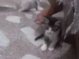 João