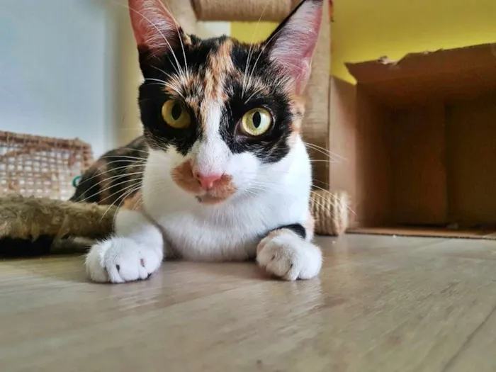 Gato ra a srd idade 1 ano nome Confeti