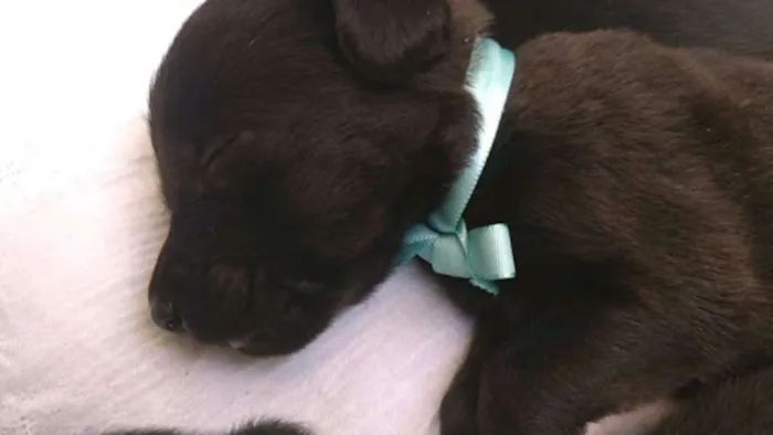 Cachorro raça SRD idade Abaixo de 2 meses nome FILHOTE