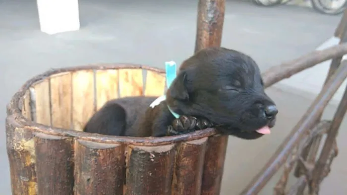 Cachorro raça SRD idade Abaixo de 2 meses nome FILHOTE