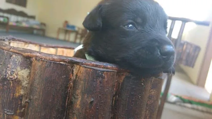 Cachorro raça SRD idade Abaixo de 2 meses nome FILHOTE