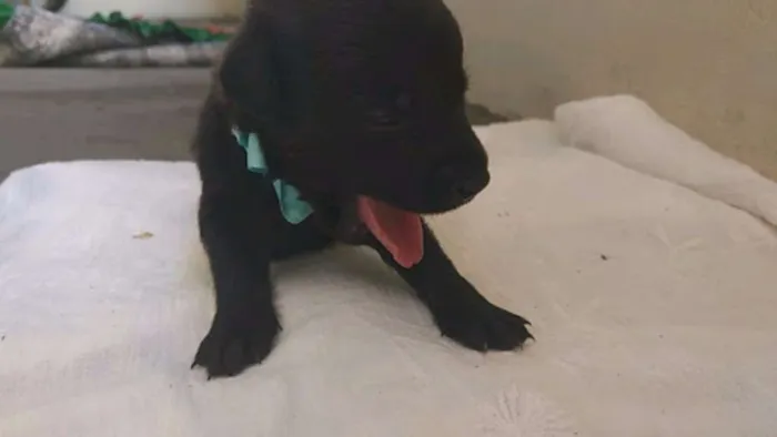 Cachorro raça SRD idade Abaixo de 2 meses nome FILHOTE