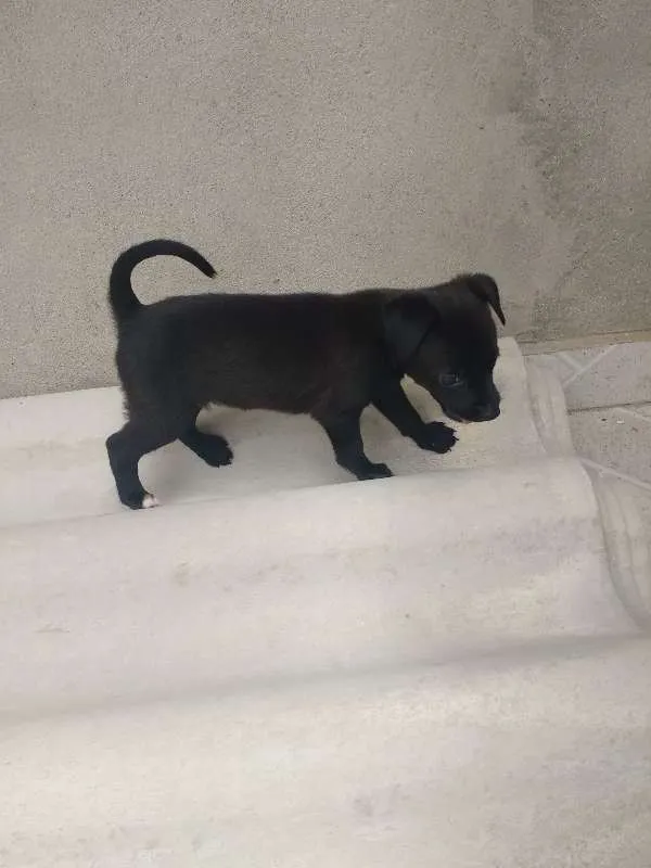 Cachorro ra a não sei idade Abaixo de 2 meses nome não sei
