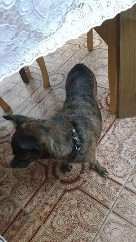 Cachorro ra a  idade  nome Desconhecido