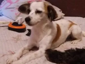 Cachorro raça Vira lata idade 3 anos nome Keith