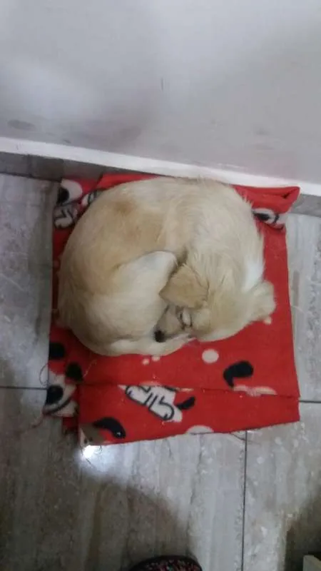 Cachorro ra a srd idade 7 a 11 meses nome Nina