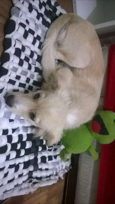 Cachorro ra a srd idade 7 a 11 meses nome Nina