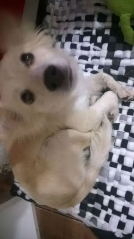 Cachorro ra a srd idade 7 a 11 meses nome Nina