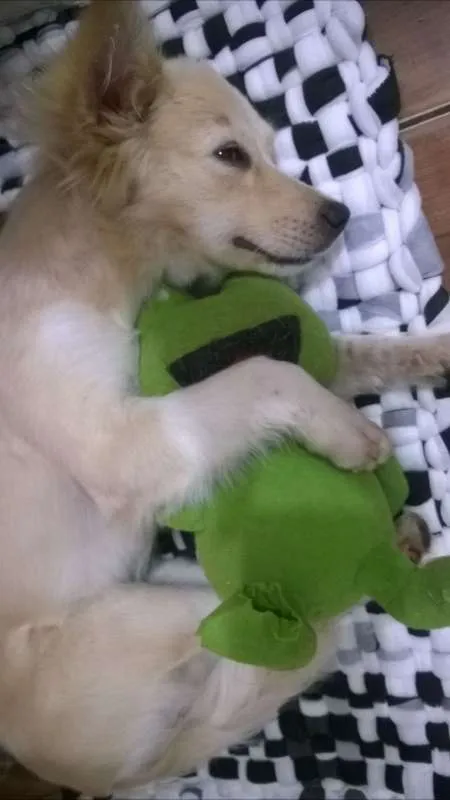 Cachorro ra a srd idade 7 a 11 meses nome Nina