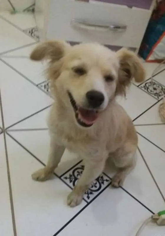 Cachorro ra a srd idade 7 a 11 meses nome Nina