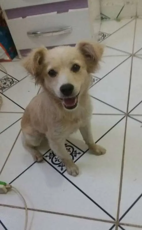 Cachorro ra a srd idade 7 a 11 meses nome Nina
