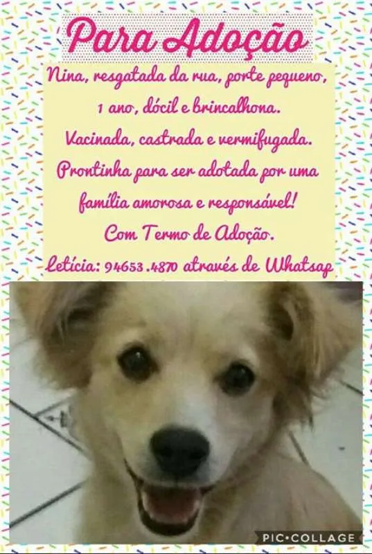Cachorro ra a srd idade 7 a 11 meses nome Nina