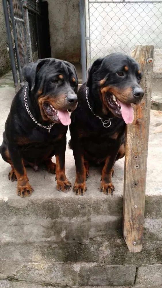 Cachorro ra a Rottweiller  idade 1 ano nome S/nomes