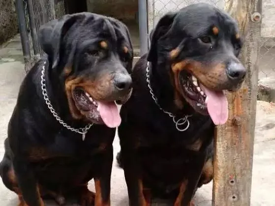 Cachorro ra a Rottweiller  idade 1 ano nome S/nomes