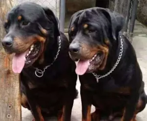 Cachorro raça Rottweiller  idade 1 ano nome S/nomes