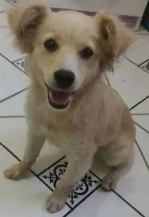 Cachorro raça srd idade 7 a 11 meses nome Nina