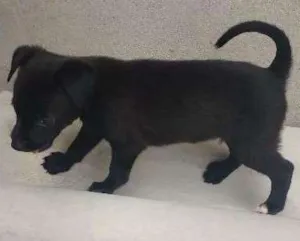 Cachorro raça não sei idade Abaixo de 2 meses nome não sei