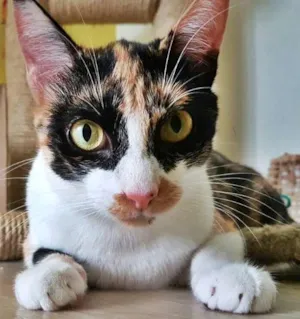 Gato raça srd idade 1 ano nome Confeti