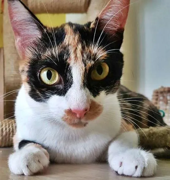 Gato ra a srd idade 1 ano nome Confeti