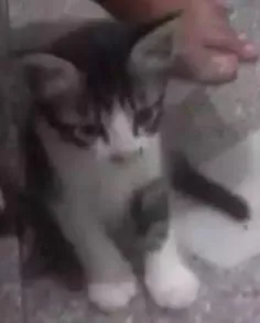 Gato raça Não definida  idade Abaixo de 2 meses nome João 