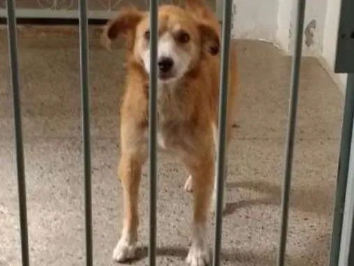 Cachorro ra a Indefinido idade 3 anos nome Wanda