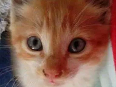 Gato raça SRD idade Abaixo de 2 meses nome Panqueca