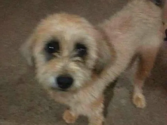 Cachorro ra a Vira lata idade 1 ano nome Não sei