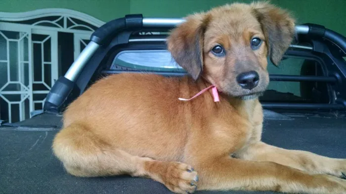 Cachorro ra a SRD idade 2 a 6 meses nome Paçoca