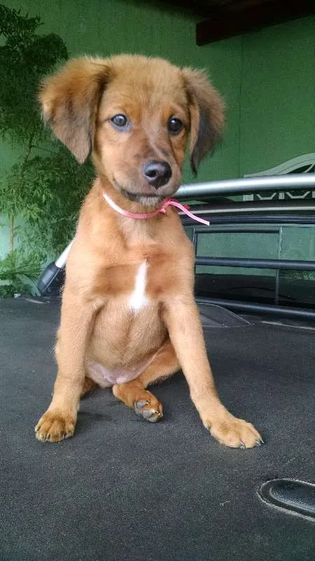 Cachorro ra a SRD idade 2 a 6 meses nome Paçoca