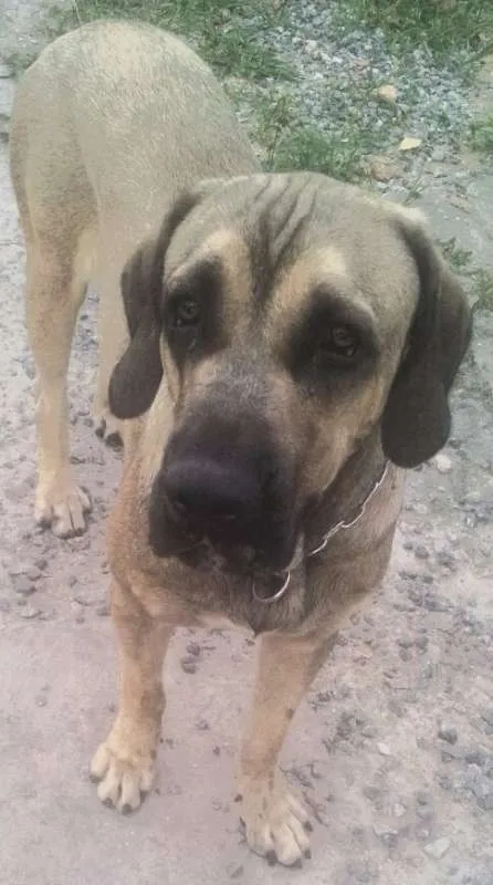 Cachorro ra a Fila Brasileiro idade 5 anos nome Zeus