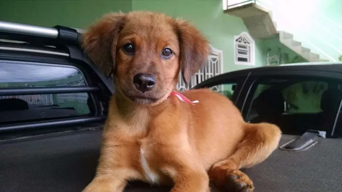 Cachorro ra a SRD idade 2 a 6 meses nome Paçoca