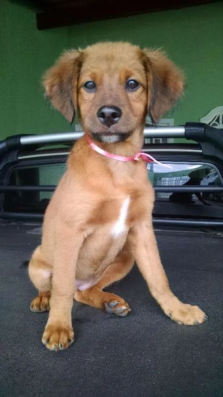 Cachorro ra a SRD idade 2 a 6 meses nome Paçoca