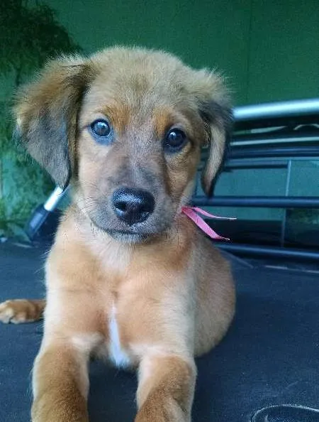 Cachorro ra a SRD idade 2 a 6 meses nome Paçoca